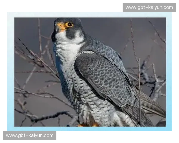 亚洲之巅的宿命：当“蓝色武士”遇见“绿色隼鹰”，一场关于尊严与权力的足球史诗